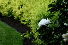 Commercial Irrigation