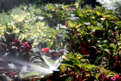Residential Irrigation